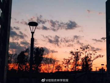 解“一字一句金是寶”打一最佳生肖