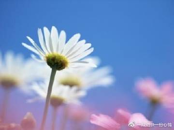 解“人之所需何其基本倘失生計(jì)不可活”是指什么動(dòng)物生肖